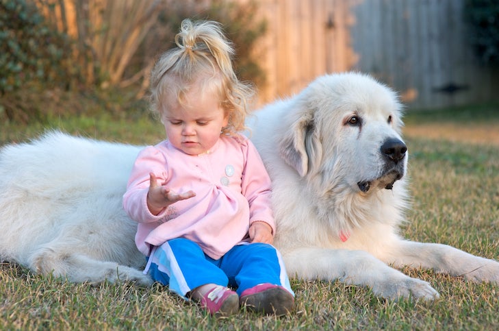 Great Pyrenees laying down next to a toddler in the yard.