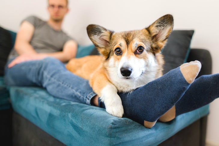 Pembroke Welsh Corgi laying down on the feet of its owner on the couch.