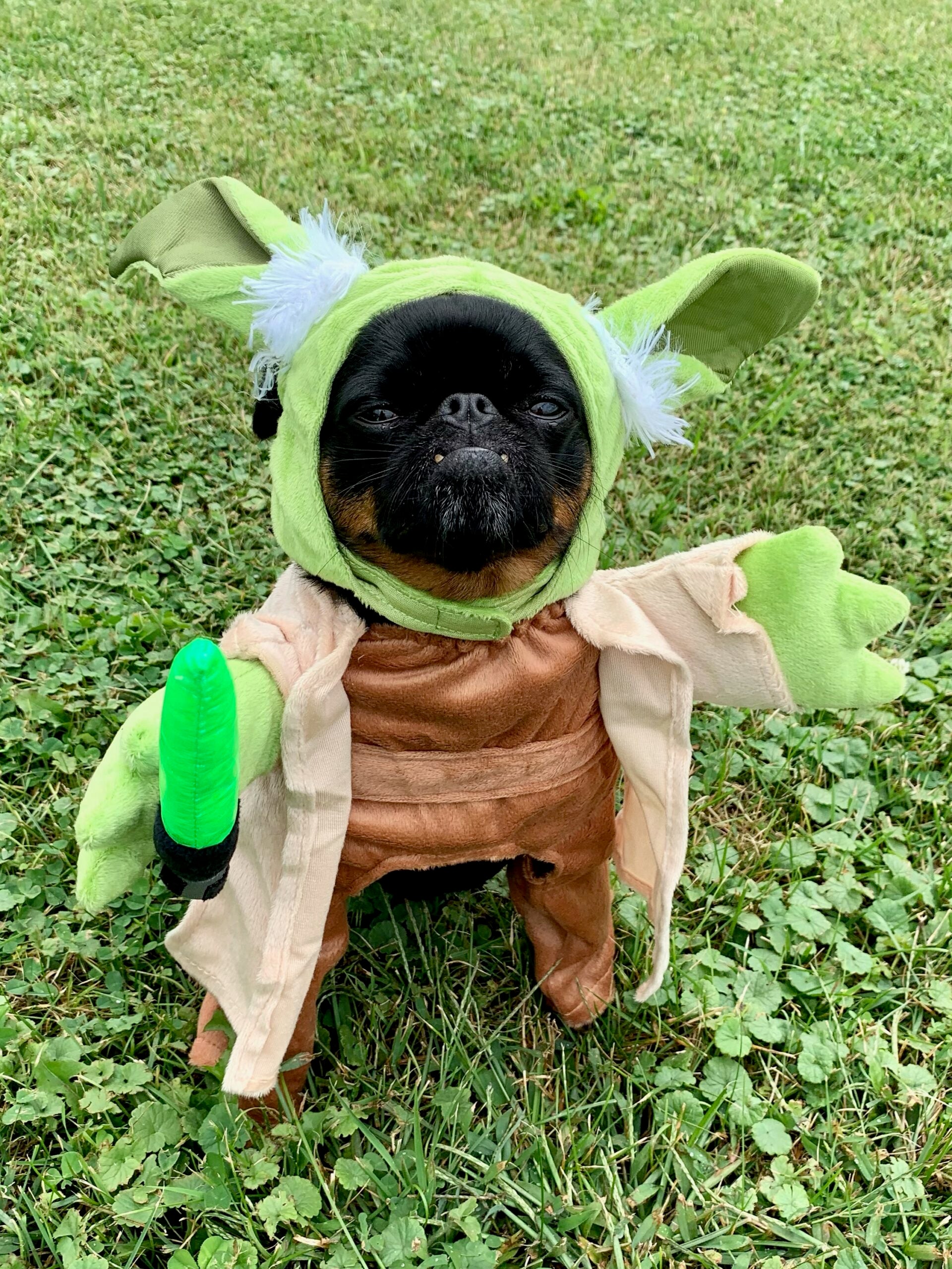 Kirby in a Walking Yoda dog Halloween Costume.