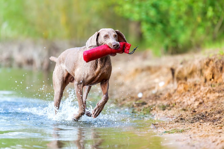Weimaraner dog running in a lake to retrieve a treat bag