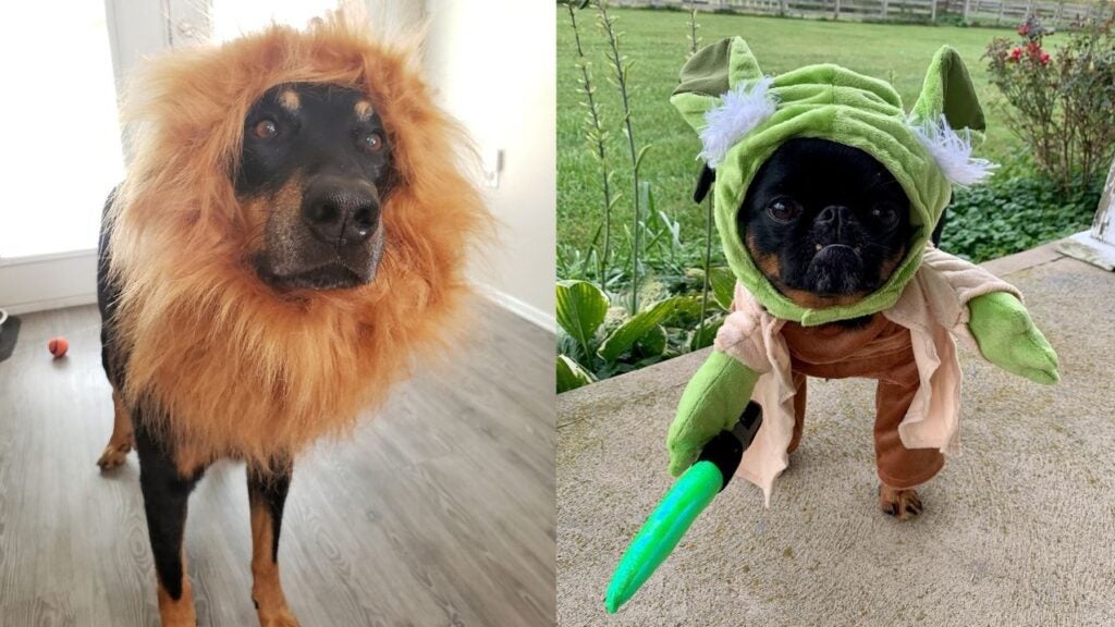 ecstasy Vanære Tidsplan We Tried Dog Halloween Costumes From Chewy, These Are The Best Ones