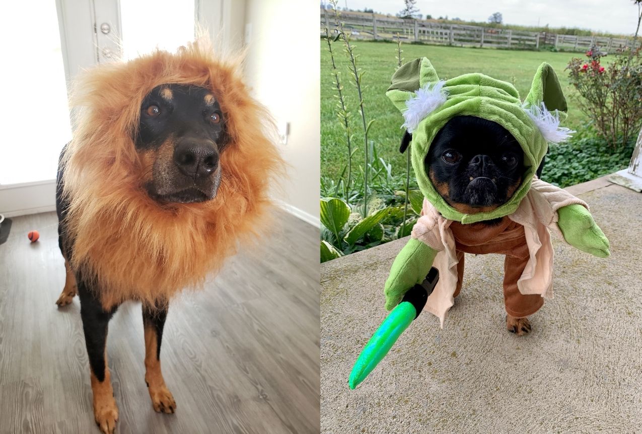 Cool Homemade Border Collie Dog Costume