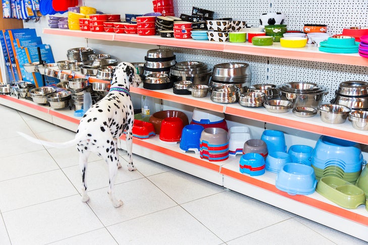 Dalmatian Dog in pet store picking new pet bowl