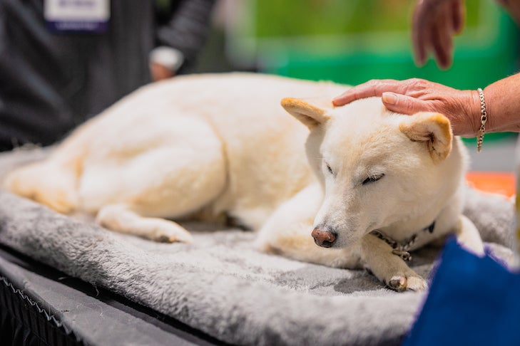 Reiki Healing for Pets: Is It Possible? – American Kennel Club