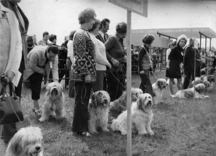 Historical photo of Polish Lowland Sheepdogs at a dog show
