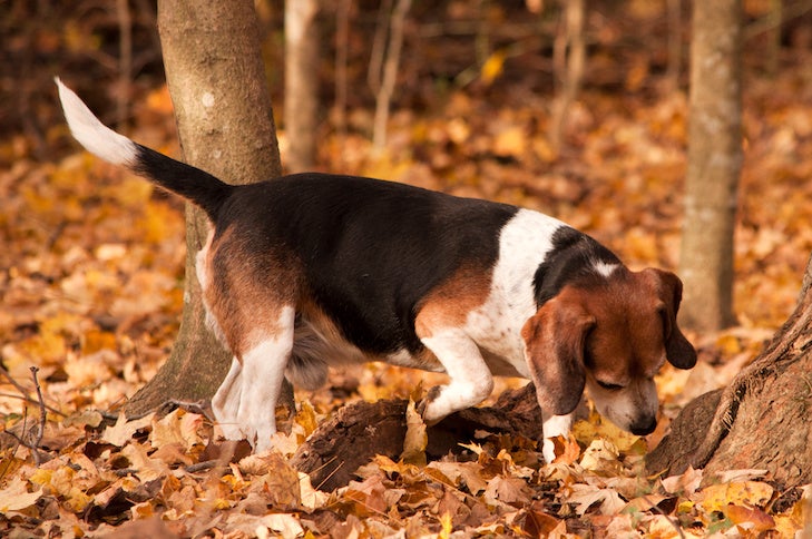 Beagle on a scent in the forest in fall.