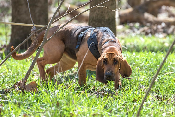 Bloodhound on a scent in the woods.