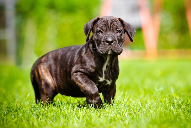 Cane Corso puppy walking in the grass.
