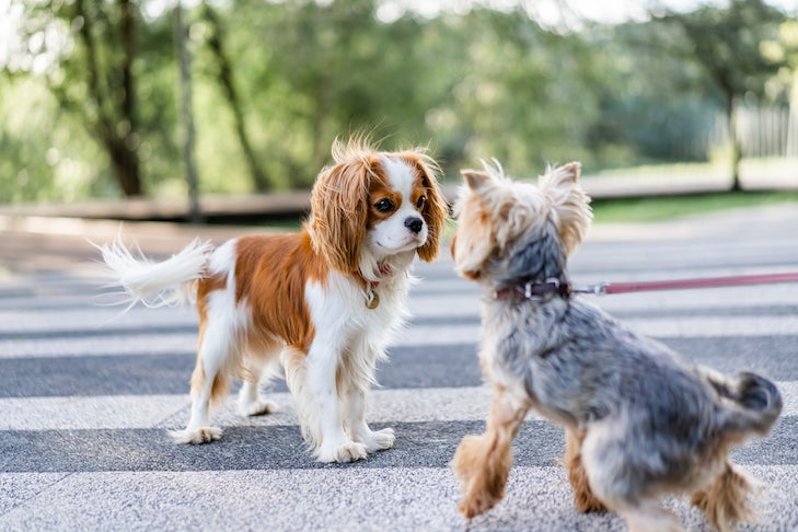 Cavalier King Charles Spaniel meeting a Yorkshire Terrier at the park.