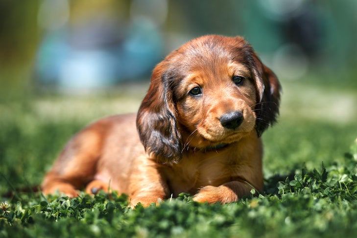 Dachshund puppy laying down in the grass.