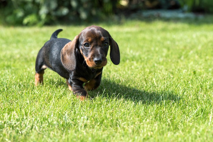 Dachshund puppy walking in the grass.