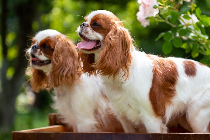 Two puppies of the breed English Toy Spaniel stand in a drawer chest, in the summer at the cottage outside the premises