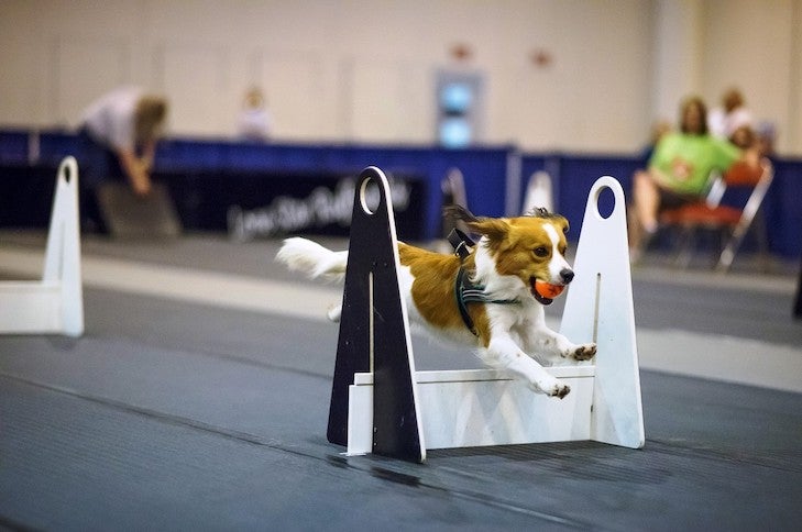 nederlandse kooikerhondje competing in flyball indoors
