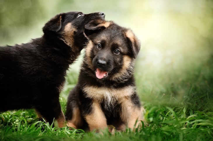German Shepherd Dog puppies playing in the grass.