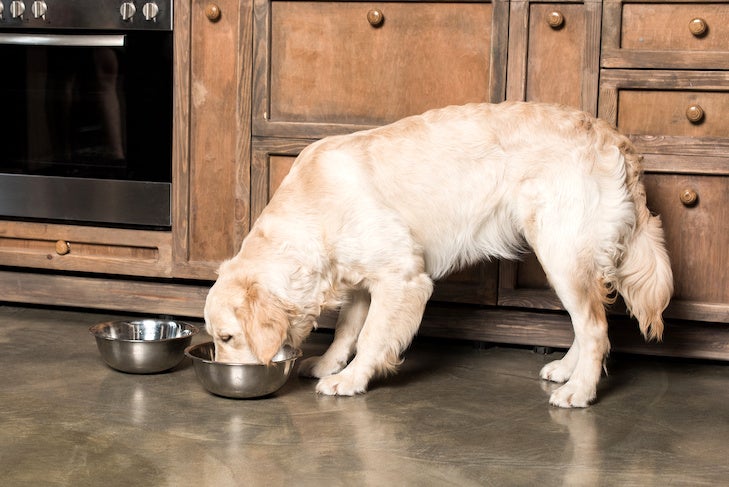 hungry golden retriever dog eating from metallic bowls in the kitchen