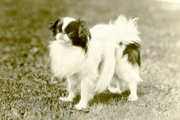 black and white historical image of a japanese chin outdoors