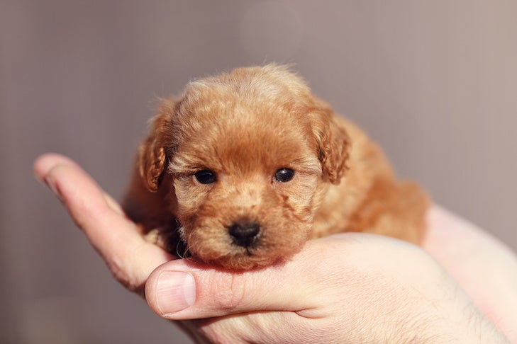 Poodle puppy being held up in cupped hands.
