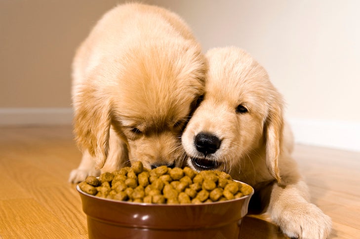 Two 8 week old Golden Retriever puppies eating kibble from a bowl while laying on a hardwood floor.