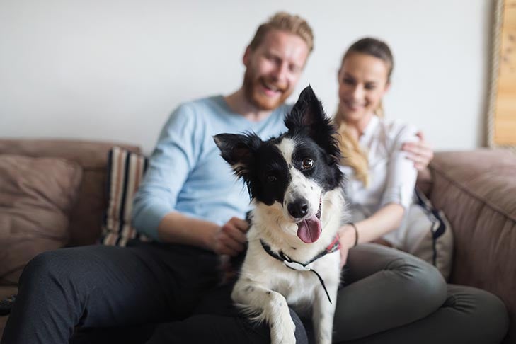 Border Collie at home sitting on the laps of a man and woman.