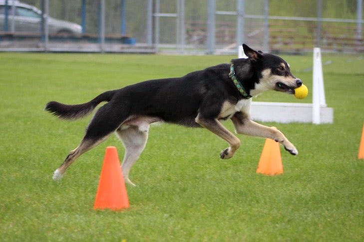 The Soul of Flyball: How a Dog Sport Transformed One Alaskan Family