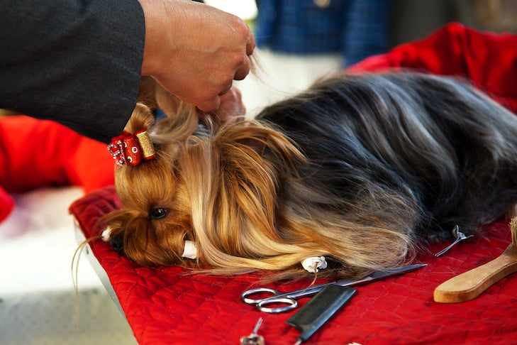Grooming the yorkshire terrier. Hairdresser for dogs.