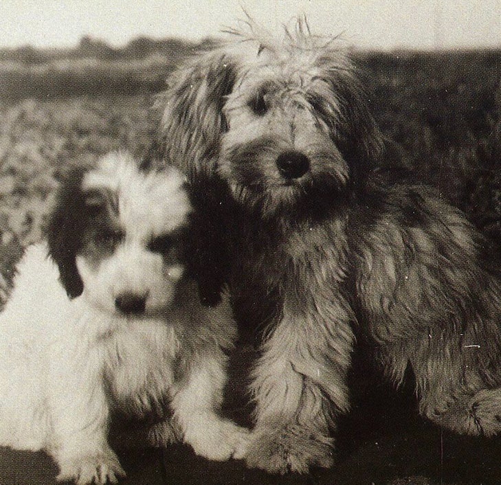 two polish lowland sheepdog puppies in historical photo