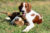 Irish Red and White Setter laying in the grass with a stuffed toy.