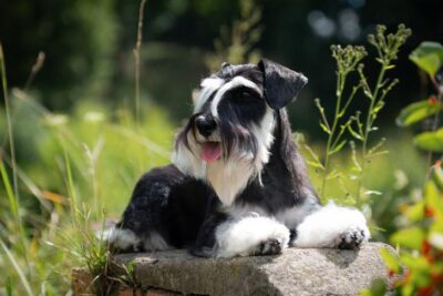 Miniature Schnauzer laying down outdoors.
