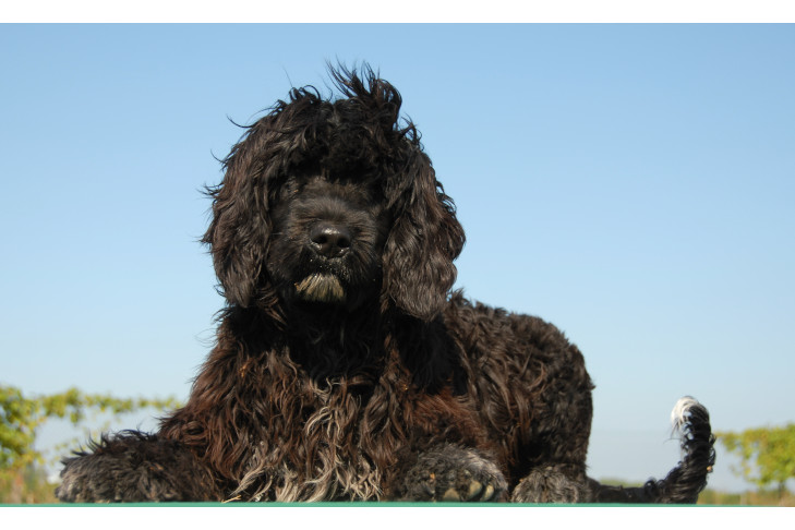 Portuguese Water Dog puppy laying down outdoors.