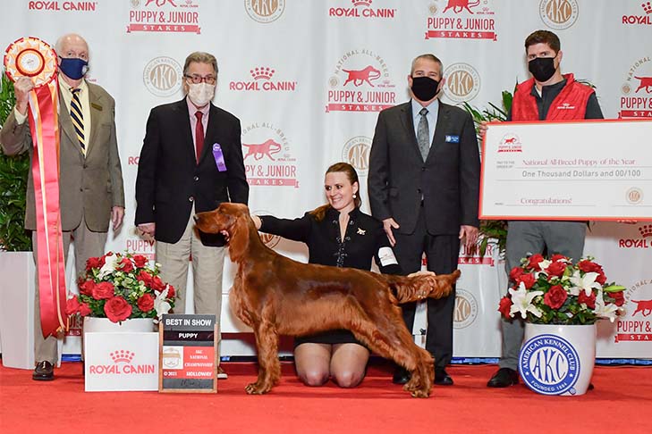 Best in Stakes, Sporting Group First, Best of Breed, and PUP912- -B-1: Ashwood She's Like The Wind (Windy), Irish Setter; 2021 AKC/Royal Canin National All-Breed Puppy and Junior Stakes, Orlando, FL.