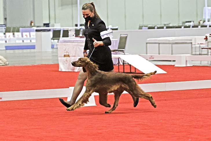 Best in Stakes, Sporting Group First, Best of Breed, and PUP912- -B-1: Ashwood She's Like The Wind (Windy), Irish Setter; 2021 AKC/Royal Canin National All-Breed Puppy and Junior Stakes, Orlando, FL.