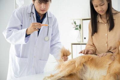 Golden Retriever getting its temperature checked at the vet.