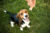 Beagle happy to recieve treat.