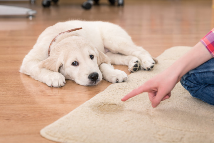 Golden Retriever puppy looking guilty as a woman points to a puddle on the rug.