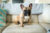 French Bulldog sitting on the couch home alone.