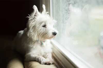West Highland White Terrier lying down indoors looking out a large window.