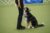 2022 AKC Rally National Champion: OTCH9 HC AGCH MACH5 RACH Norwood Color Me Zayne UDX9 OGM RM3 RAE3 HSAd HSBd HXAd HXBd MXC PDS MJC PJS MFG TQX T2B5 (Border Collie) and handler Kim Berkley. 2022 AKC Rally National Championship, held July 8, at the Roberts Centre/Royal Canin Ring in Wilmington, OH.