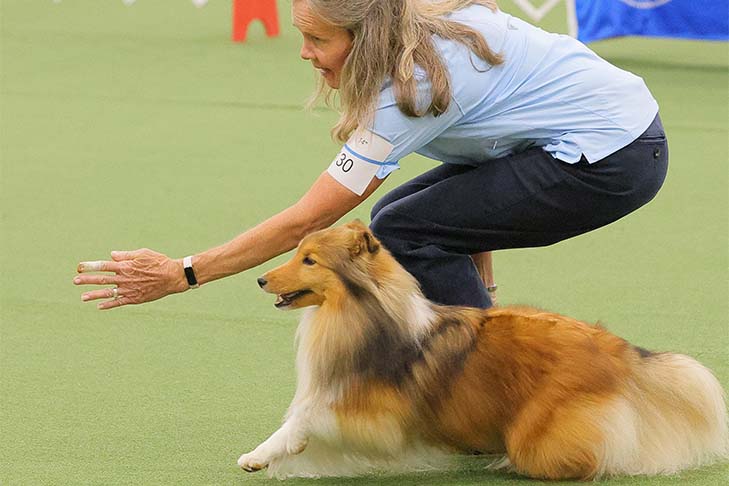 Second Runner-Up: CH OTCH2 MACH Aratone's Royal Keepsake UDX3 OM4 MXS MJS (Shetland Sheepdog) "Kylee" and handler Vicky Gillow. 2022 AKC National Obedience Championship, held July 9-10, at the Roberts Centre/Royal Canin Ring in Wilmington, OH.