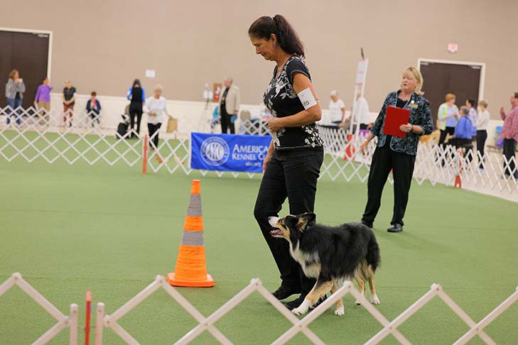 First Runner-Up: OTCH9 HC AGCH MACH5 RACH Norwood Color Me Zayne UDX9 OGM RM3 RAE3 HSAd HSBd HXAd HXBd MXC PDS MJC PJS MFG TQX T2B5 (Border Collie) "Zayne" and handler Kim Berkley. 2022 AKC National Obedience Championship, held July 9-10, at the Roberts Centre/Royal Canin Ring in Wilmington, OH.