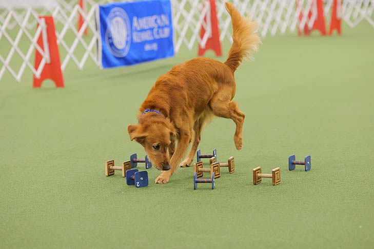 2022 National Obedience Champion: OTCH12 High Times Shake 'N Bake UDX8 OGM SH (Golden Retriever), "Baker" and handler Kori Bevis. 2022 AKC National Obedience Championship, held July 9-10, at the Roberts Centre/Royal Canin Ring in Wilmington, OH.