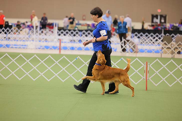 2022 National Obedience Champion: OTCH12 High Times Shake 'N Bake UDX8 OGM SH (Golden Retriever), "Baker" and handler Kori Bevis. 2022 AKC National Obedience Championship, held July 9-10, at the Roberts Centre/Royal Canin Ring in Wilmington, OH.