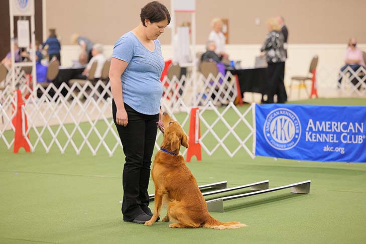 2022 National Obedience Champion: OTCH12 High Times Shake 'N Bake UDX8 OGM SH (Golden Retriever), "Baker" and handler Kori Bevis. 2022 AKC National Obedience Championship, held July 9-10, at the Roberts Centre/Royal Canin Ring in Wilmington, OH.