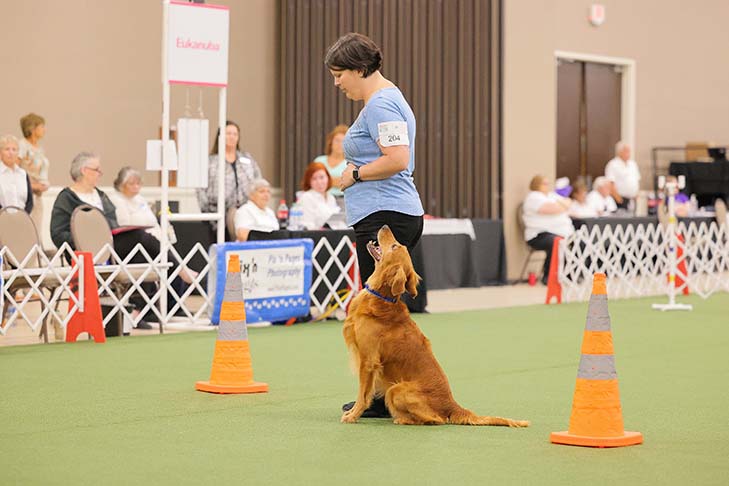 2022 National Obedience Champion: OTCH12 High Times Shake 'N Bake UDX8 OGM SH (Golden Retriever), "Baker" and handler Kori Bevis. 2022 AKC National Obedience Championship, held July 9-10, at the Roberts Centre/Royal Canin Ring in Wilmington, OH.