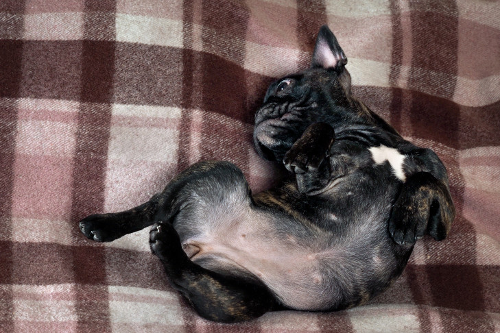 French Bulldog puppy laying on its back on a blanket.