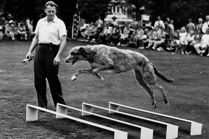 Historical image of Scottish Deerhound jumping in Agility.
