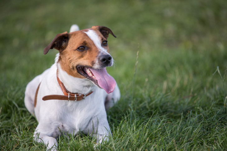 Danish-Swedish Farmdog laying down in the grass.