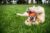 Golden Retriever laying on its back playing with a ball.