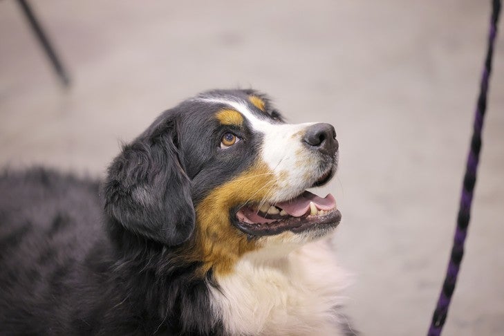 11 Names For Your Sweet and Strong Bernese Mountain Dog