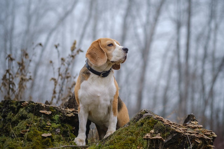 リードを外して森を探索するビーグル犬。