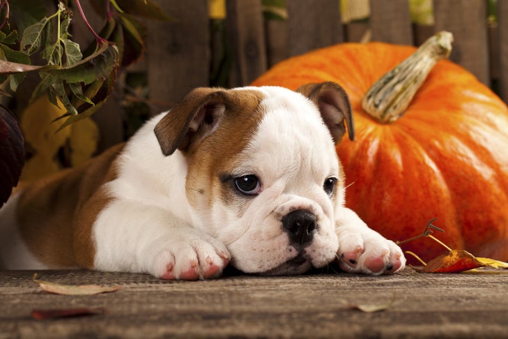 Bulldog puppy laying next to a pumpkin.